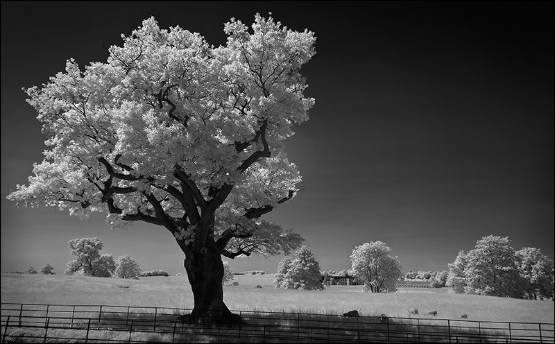 Heveningham - Oak Tree.jpg